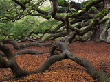 Historic Angel Oak Tree  Charleston  South Carolina  Usa