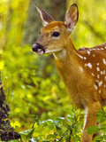 Whitetail Deer Fawn in Whitefish  Montana  Usa