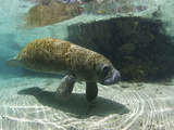 Florida Manatee  Crystal River  Florida  Usa
