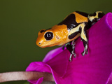 Imitator Poison-Dart Frog  Peru