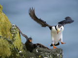 Horned Puffin Lands on a Ledge Displacing a Crested Auklet  St Paul  Pribilof Islands  Alaska  Usa