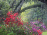 Spring Azaleas at Magnolia Plantation and Gardens  Charleston  South Carolina  Usa