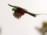Resplendent Quetzal in Flight  Costa Rica