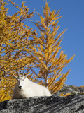 Nanny Goatenchantment Lakes  Alpine Lakes Wilderness  Washington  Usa