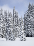 Snow-Covered Fir Trees  Mount Rainier National Park  Washington  Usa