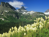 Beargrass Near Logan Pass in Gacier National Park  Montana  Usa