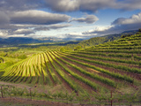 Newton Vineyard  Napa Valley  California  Usa
