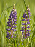Lupine  Near Silver Bay  Northeastern Minnesota  Usa