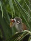 Common Squirrel Monkey  Amazon Rain Forest  Ecuador