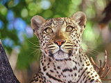 Wild Leopard  Okvango Delta  Botswana
