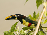 Chestnut-Eared Aracari Plucking and Eating Morning Glory Flower  Matto Grosso  Pantanal  Brazil