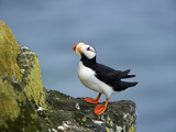 Horned Puffin  St Paul  Pribilof Islands  Alaska  Usa