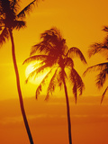Sunset with Palm Tree  Hawaii  Usa
