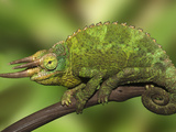 Close-Up of Jackson's Chameleon on Limb  Kenya