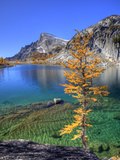 Golden Larch Tree  Enchantment Lakes  Alpine Lakes Wilderness  Washington  Usa