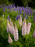 Lupine  Near Silver Bay  Northeastern Minnesota  Usa
