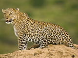 African Leopard  Masai Mara Game Reserve  Kenya