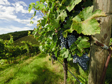 Late Summer Wine Scenes from Tuscany  Italy