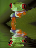 Reflection of Red-Eyed Tree Frog in Water