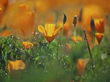California Poppies  California  Usa