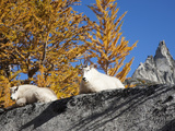 Nanny Goat and Kidenchantment Lakes  Alpine Lakes Wilderness  Washington  Usa
