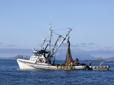 Seine Boats Salmon Fishing  Southeast Near Ketchikan  Alaska  Usa