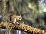 Grey Squirrel Feeding on Oak Branch  Florida  Usa