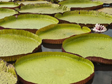 Giant Amazon Water Lily  Savannah Rupununi  Guyana