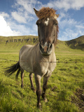 Frontal View of Icelandic Horse Next to Barbed-Wire Fence  Reykjavik  Iceland