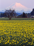 Rainier in Pink Twilight  Daffodil Field under Mt  Puyallup  Washington  Usa