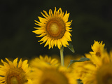 Sunflowers in the Summer  Georgia  Usa