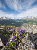 Alpine Flowers and Views of Celerina and St Moritz from Atop Muottas Muragl  Switzerland