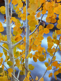 Autumn Leaves on Aspen Tree in the Sierra Nevada Range  Bishop  California  Usa
