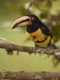 Pale-Mandibled Aracari in Fruiting Fig Tree  Mindo  Choco  Western Andes  Ecuador