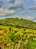 Vienna Vineyards  Austria