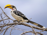 Yellow-Billed Hornbill Perched in Tree  Samburu Game Reserve  Kenya