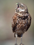 Burrowing Owl  Florida  Usa