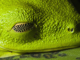 Gliding Treefrog  Choca Region  Ecuador