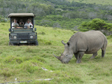 African White Rhinoceros  Inkwenkwezi Private Game Reserve  East London  South Africa