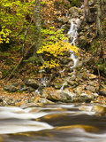 Roaring Brook in Fall in Vermont's Green Mountains National Forest  Sunderland  Vermont  Usa