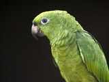 Pet Parrot Macushi People Yupukari Village Savannah  Rupununi  Guyana