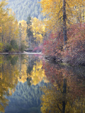 Autumn Color  Whitepine Creek  Wenatchee National Forest  Washington  Usa