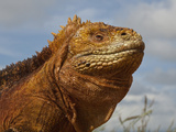 Land Iguana  Baltra Island  Galapagos Islands  Ecuador