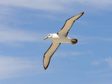 Shy Albatross in Flight  Bass Strait  Tasmania  Australia