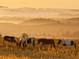 Paint Horses at Black Hills Wild Horse Sanctuary  South Dakota  Usa