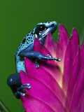 Blue Poison Dart Frog Aka Okopipi  Surinam