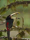 Pale-Mandibled Aracari in Fruiting Fig Tree  Mindo  Choco  Western Andes  Ecuador