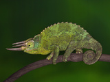 Jacksons Chameleon  Kenya