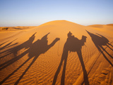 Camel Caravan at Sunset  Grand Erg Oriental Desert  Ksar Ghilane  Tunisia