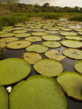 Giant Amazon Water Lily  Savannah Rupununi  Guyana